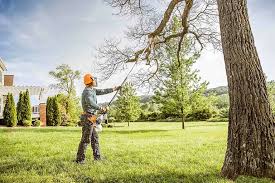 Best Hazardous Tree Removal  in Hamlet, NC