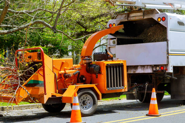 Best Emergency Tree Removal  in Hamlet, NC