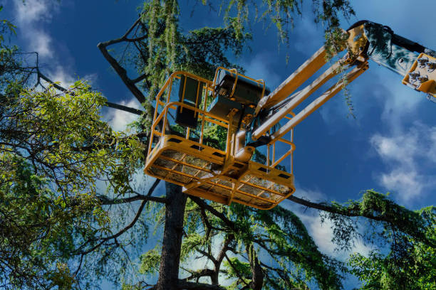 Best Tree Preservation Services  in Hamlet, NC