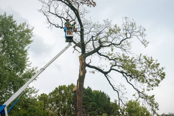 Best Tree and Shrub Care  in Hamlet, NC