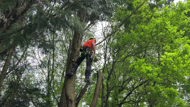 Reliable Hamlet, NC Tree Removal Solutions