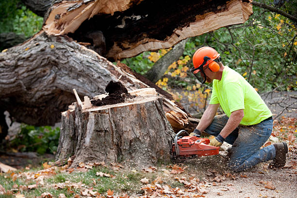 Best Tree Disease Treatment  in Hamlet, NC