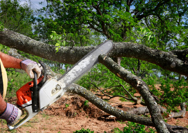 Best Firewood Processing and Delivery  in Hamlet, NC