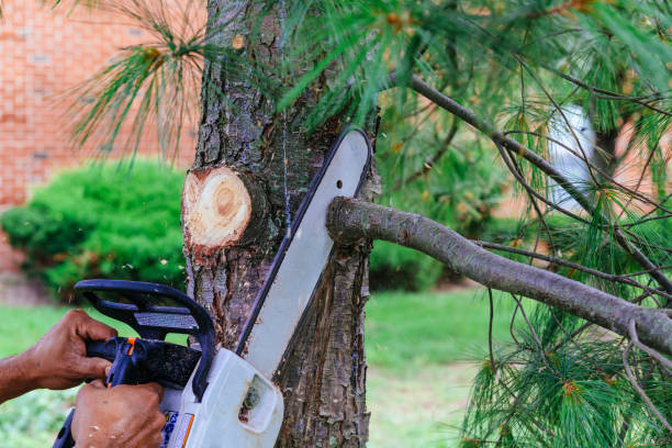 How Our Tree Care Process Works  in  Hamlet, NC